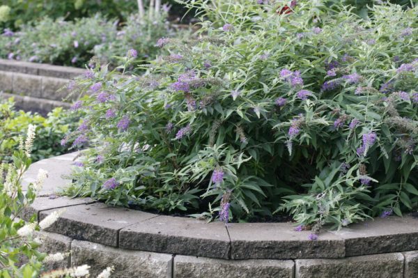 Purple Haze Butterfly Bush