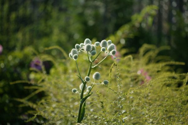 Rattlesnake Master