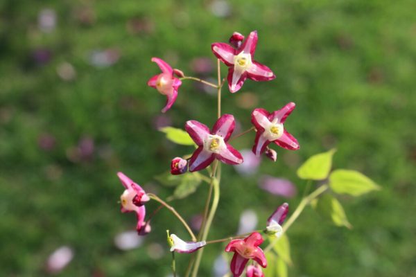 Red Barrenwort