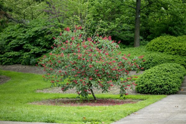 Red Buckeye