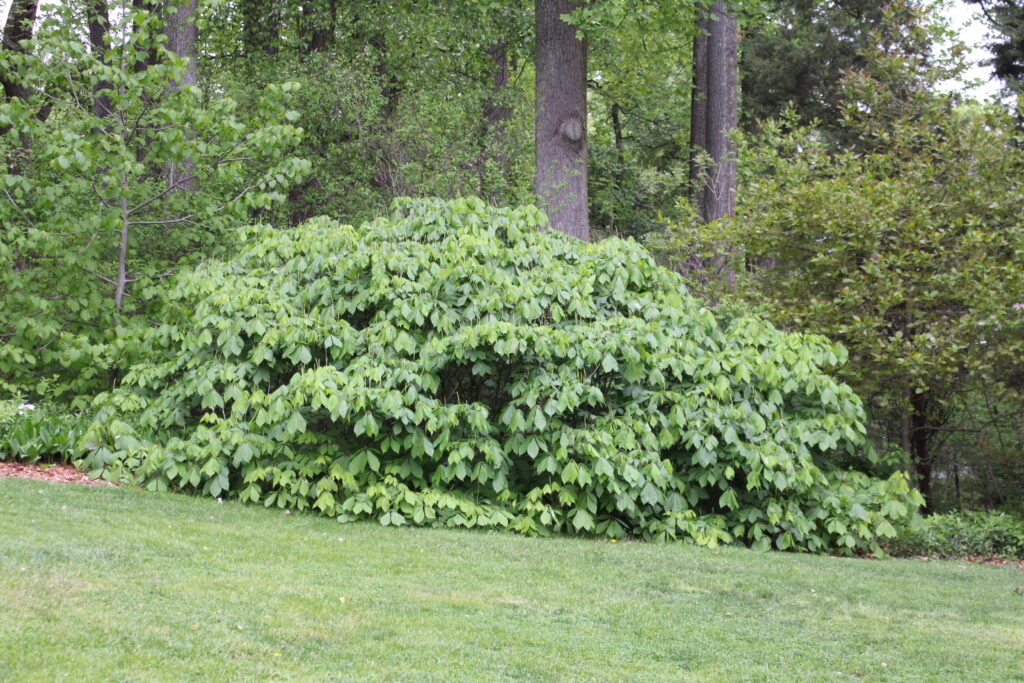 Red Buckeye - Image 2