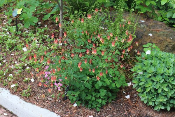 Red Columbine