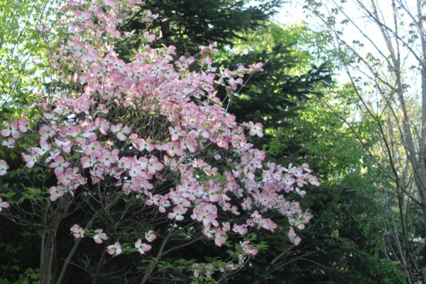 Red Flowering Dogwood