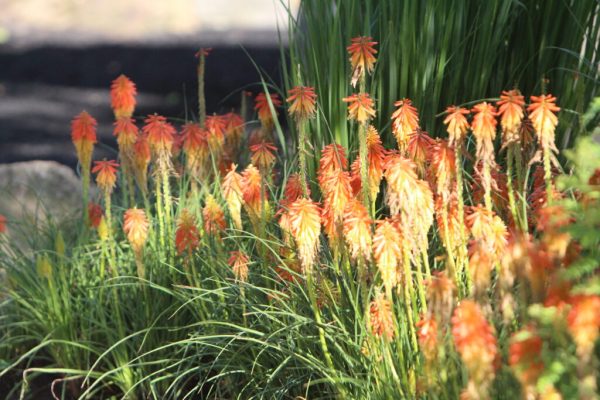 Red Hot Poker