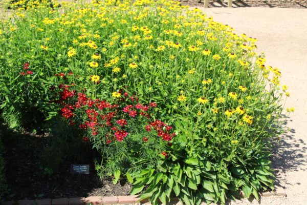 Red Satin Tickseed