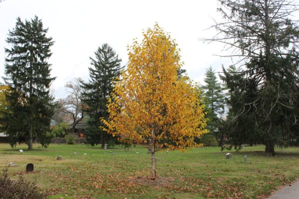 Renaissance Oasis Paper Birch
