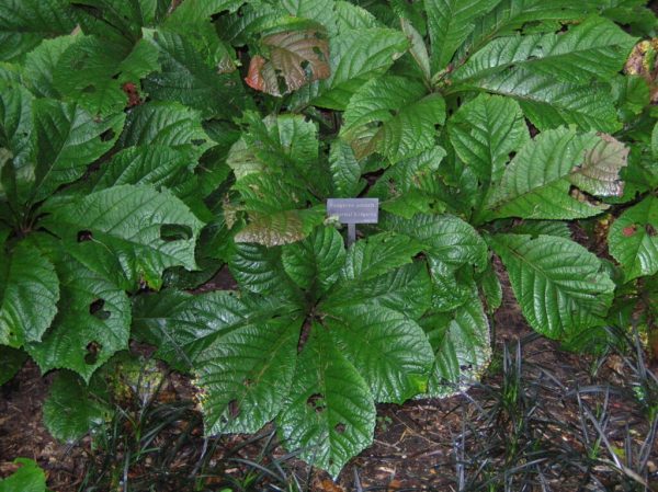 Rodgersia