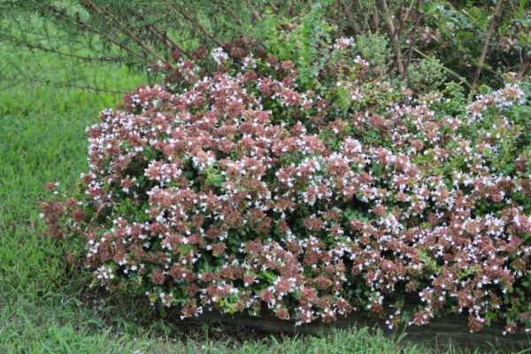 Rose Anniversary Abelia
