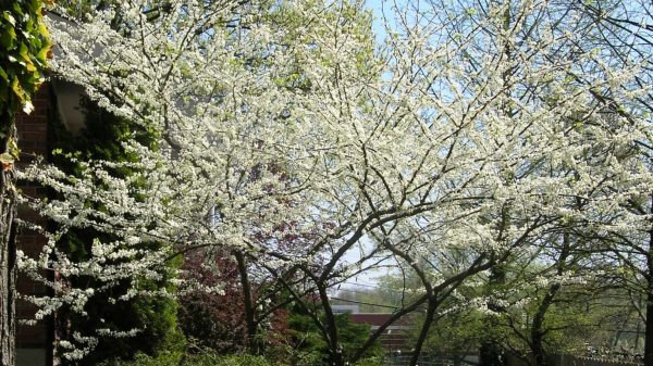 Royal White Redbud