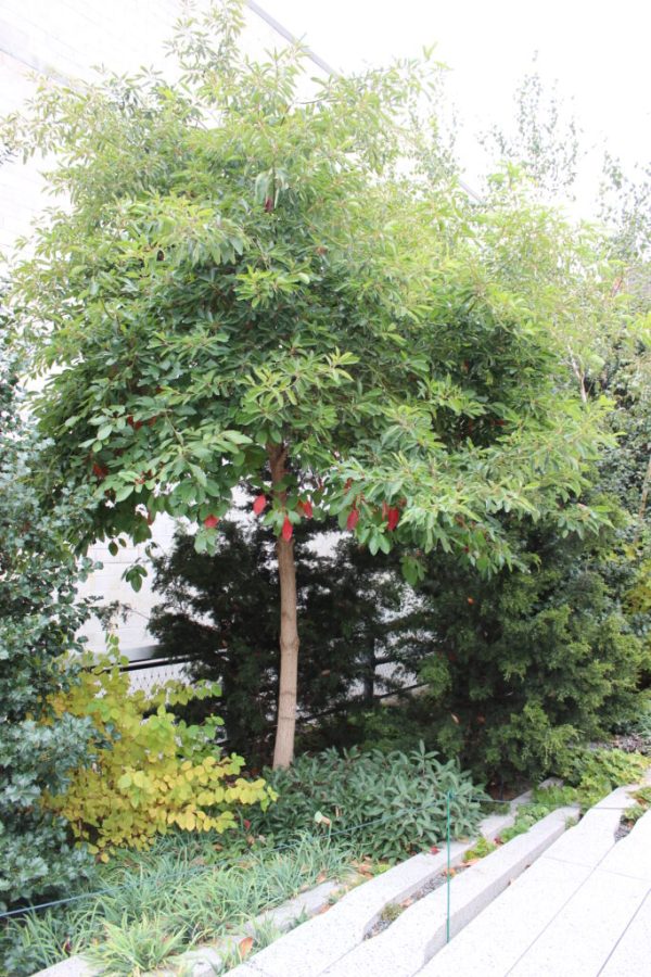 Sassafras