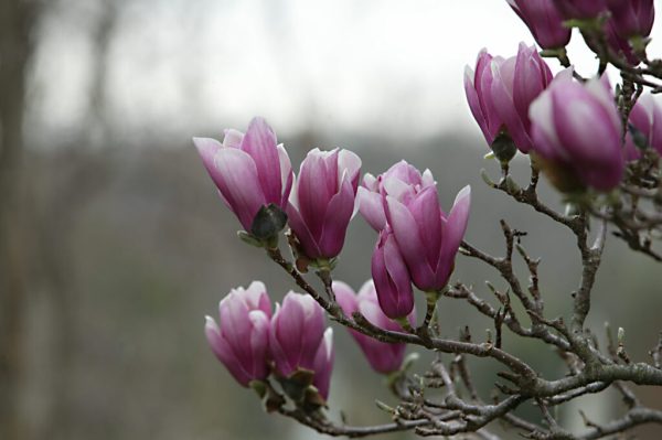 Saucer Magnolia