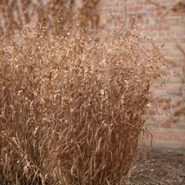 Sea Oats