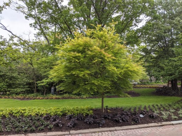 Seiryu Japanese Maple