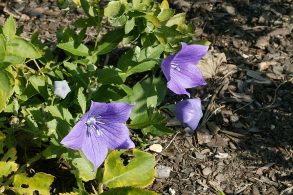 Sentimental Blue Balloon Flower