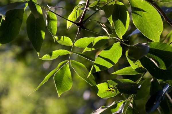 Shagbark Hickory
