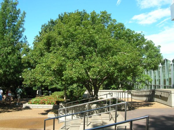 Shantung Maple