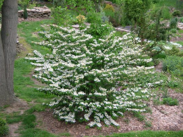 Shasta Doublefile Viburnum