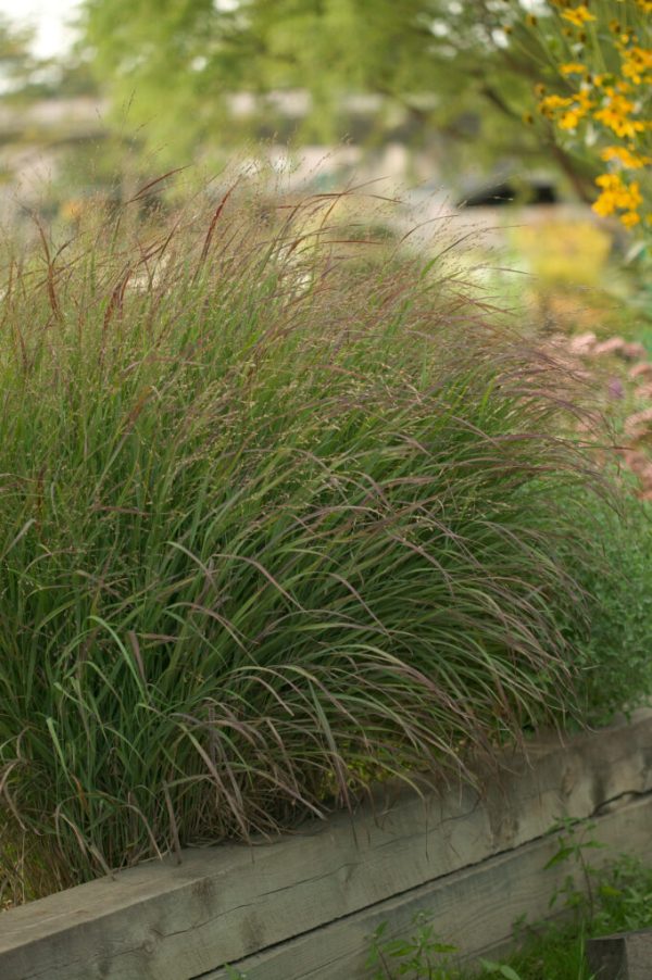 Shenandoah Switch Grass