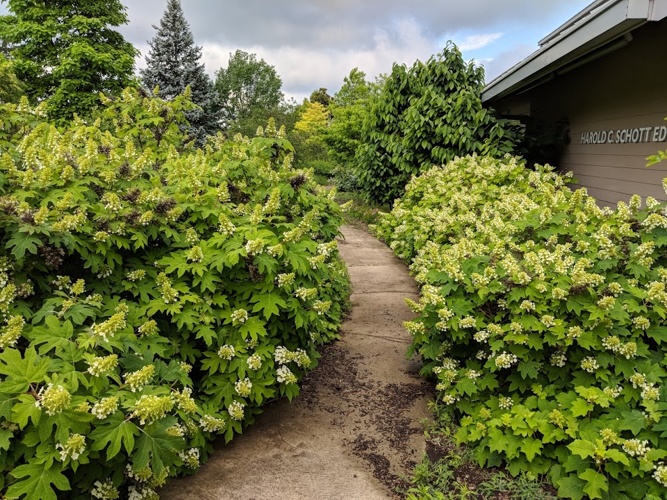 Sikes Dwarf Hydrangea