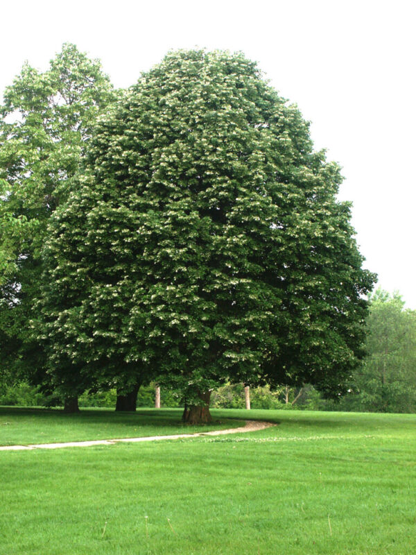 Fringetree - Native Roots