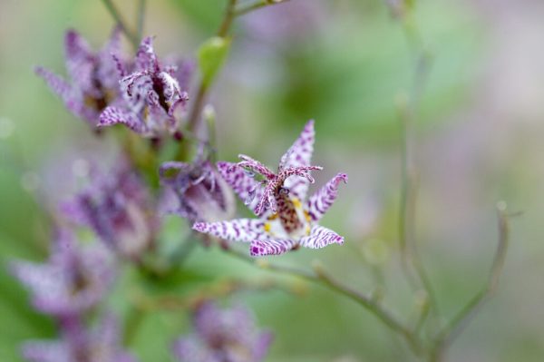 Sinonome Toad Lily