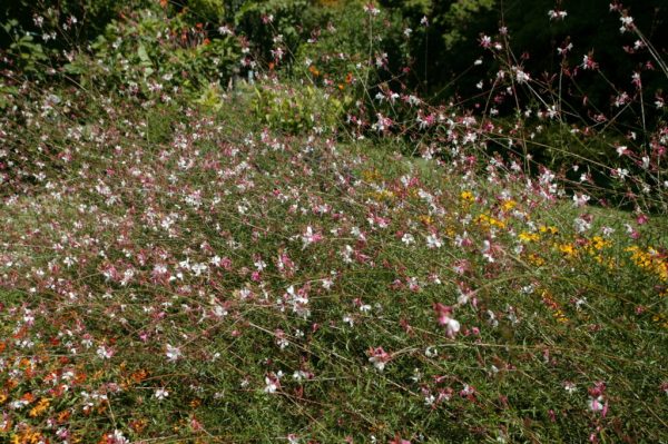 Siskiyou Pink Wandflower