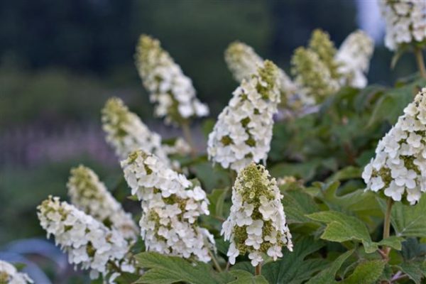 Snow Queen Hydrangea