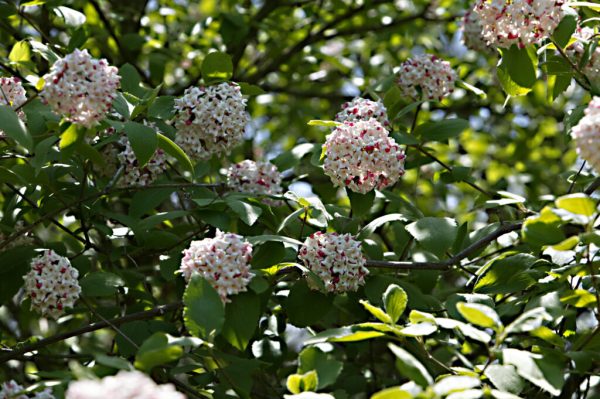 Snowball Viburnum
