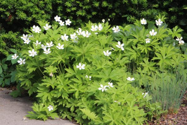 Snowdrop Anemone
