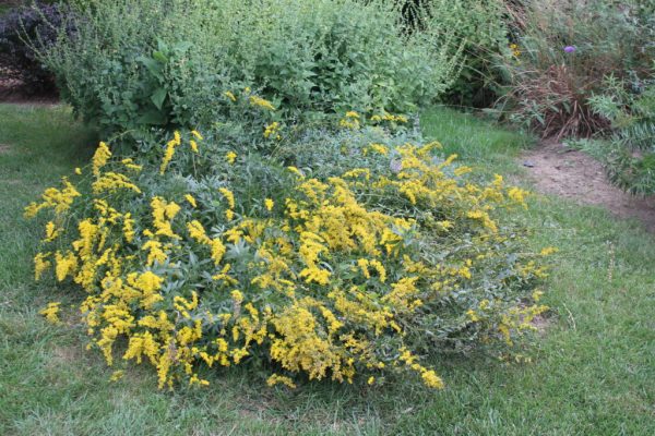 Solar Cascade Goldenrod