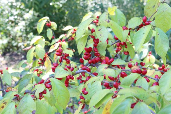 Spicebush