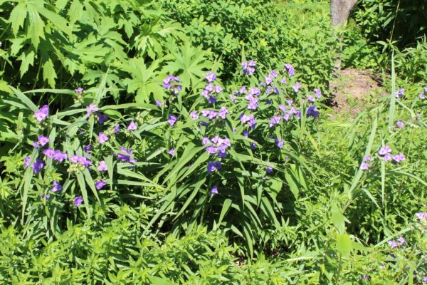 Spiderwort