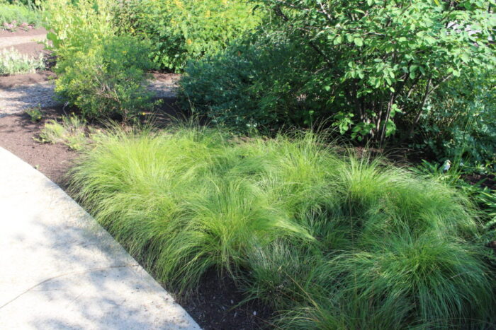 Prairie Dropseed - Native Roots