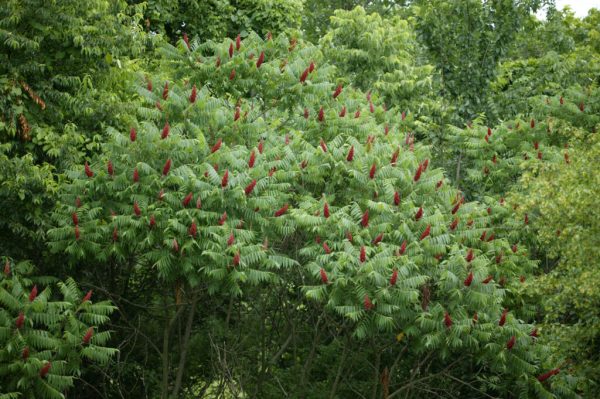 Staghorn Sumac