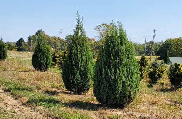 Star Power Juniper