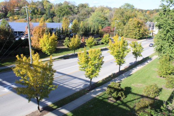 State Street Maple
