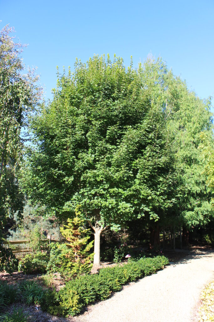 State Street Maple - Image 5