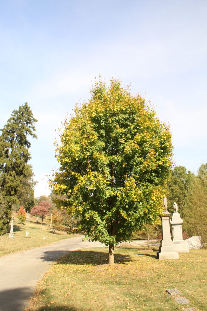 State Street Maple - Image 2