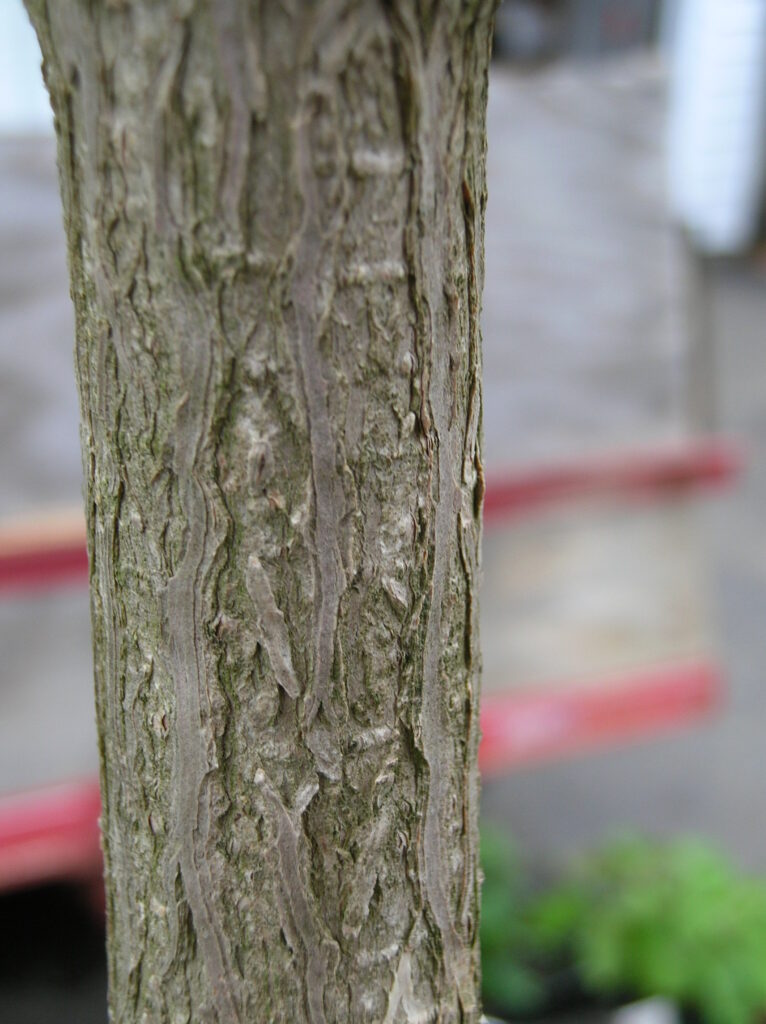 State Street Maple - Image 3