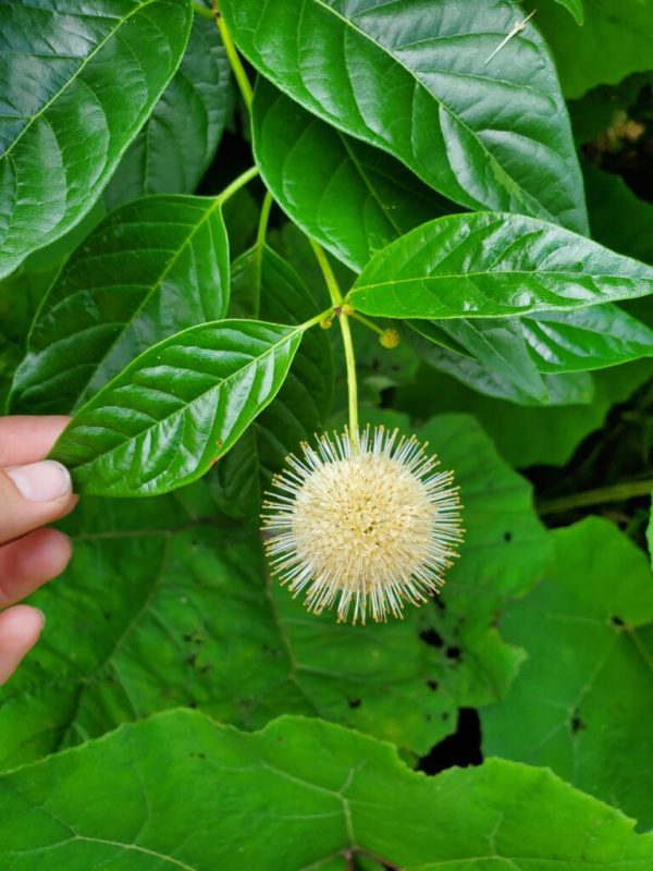 Sugar Shack Buttonbush