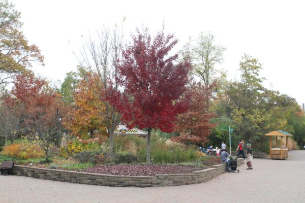 Sun Valley Maple