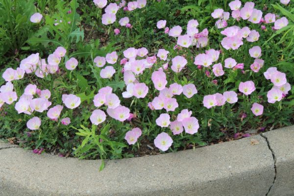 Suskiyou Evening Primrose