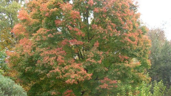 Suttneri Planetree