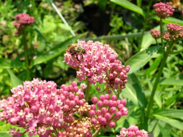 Swamp Milkweed