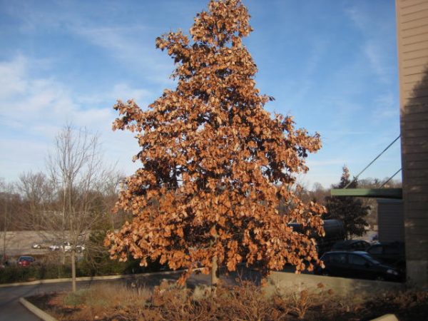 Swamp White Oak