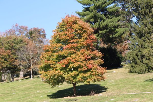 Sweetgum