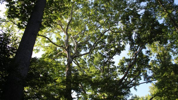 Sycamore