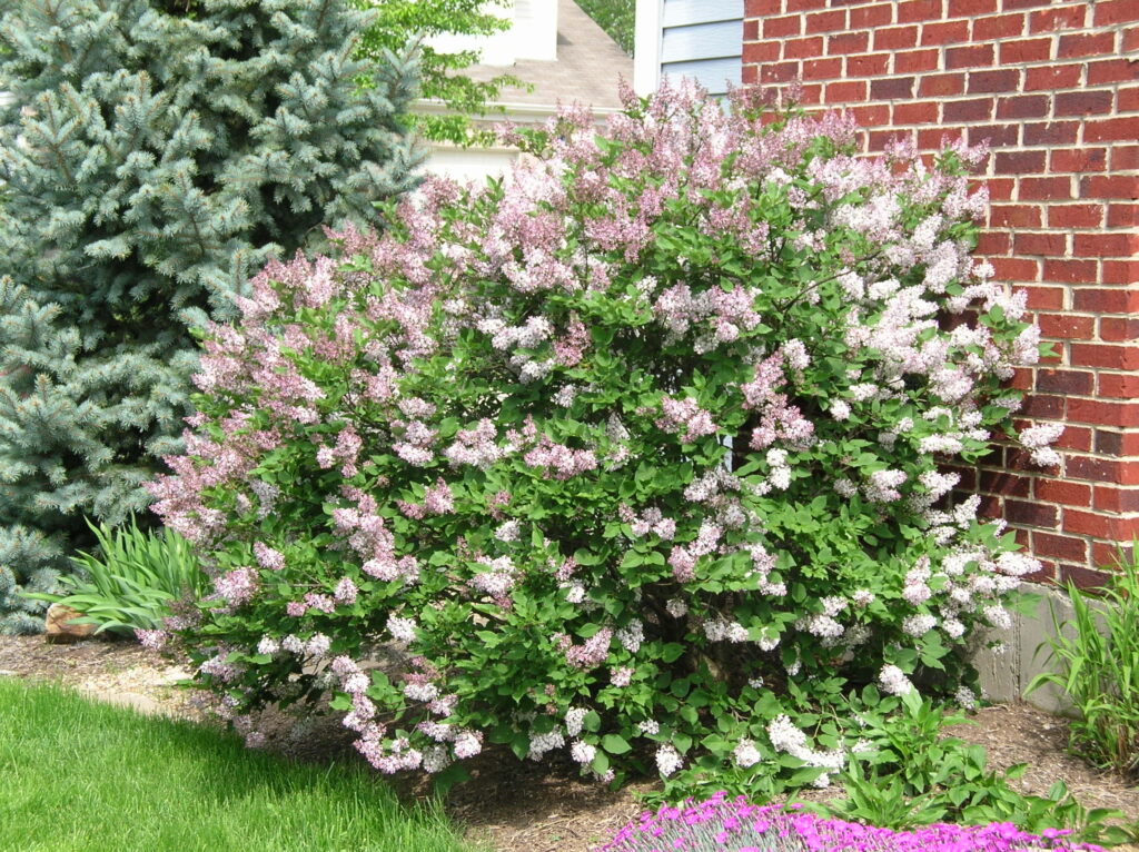 Miss Kim Manchurian Lilac - Native Roots