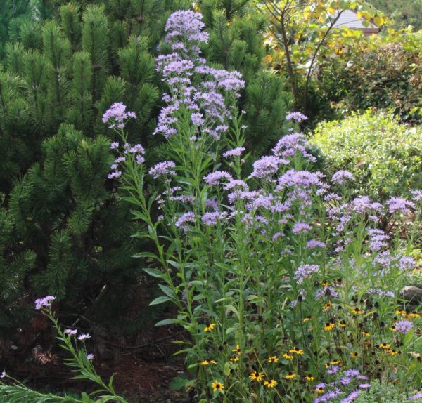 Tatarian Aster