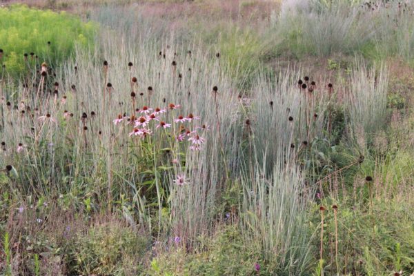The Blues Little Bluestem